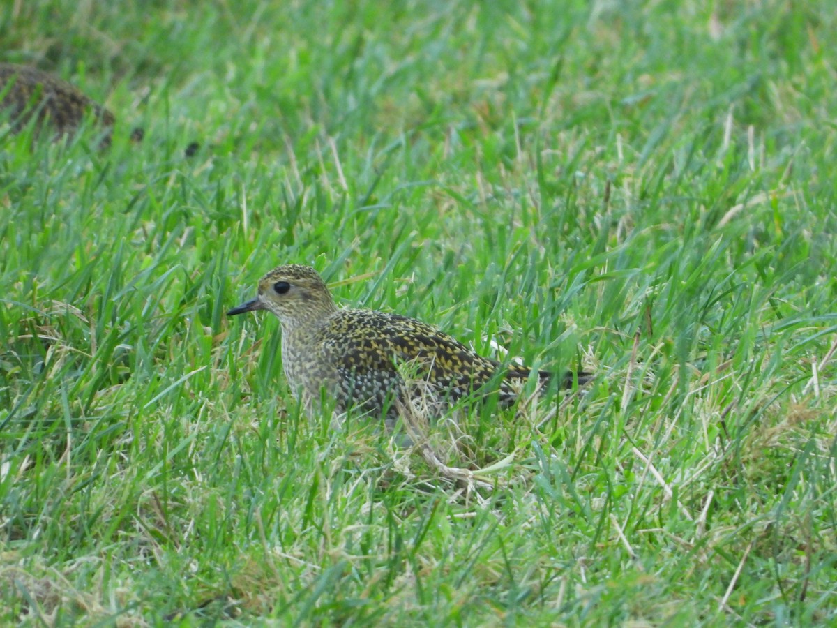 European Golden-Plover - ML614146015