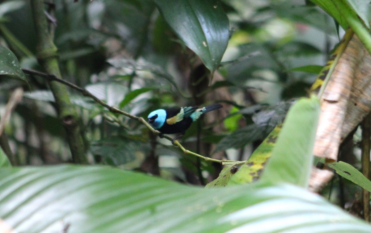 Blue-necked Tanager - ML614146022