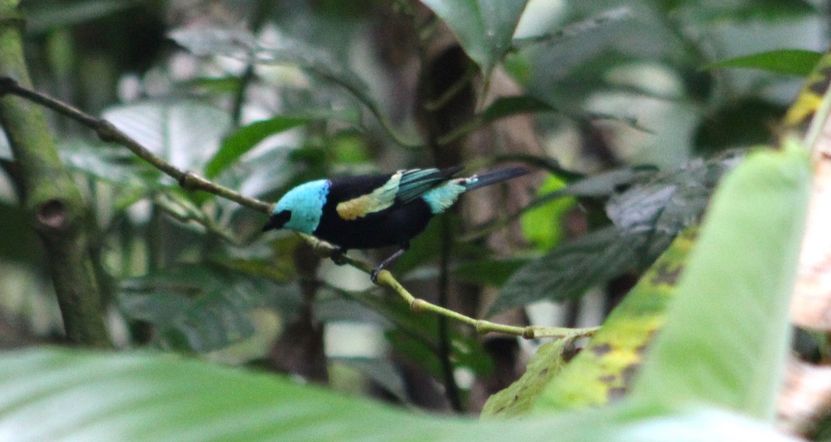 Blue-necked Tanager - ML614146036