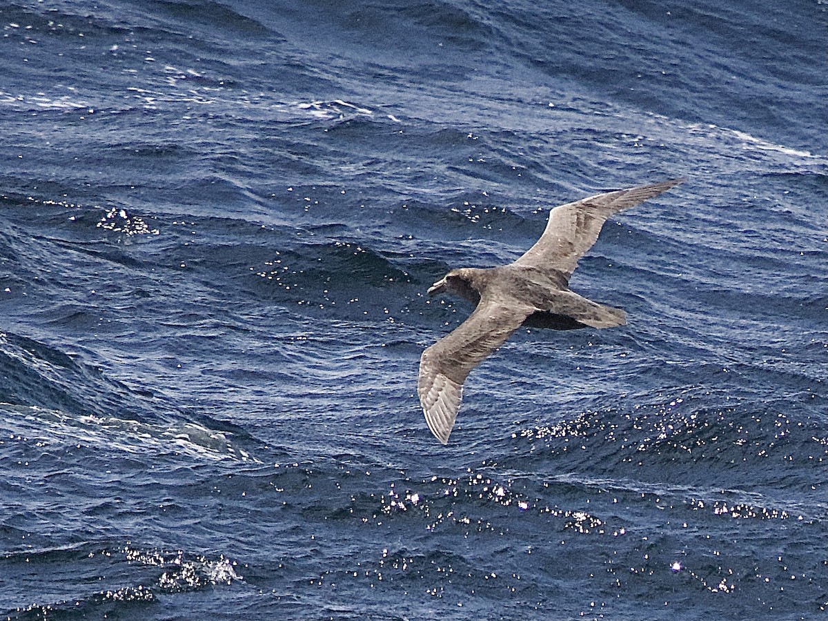 Southern/Northern Giant-Petrel - ML614146084