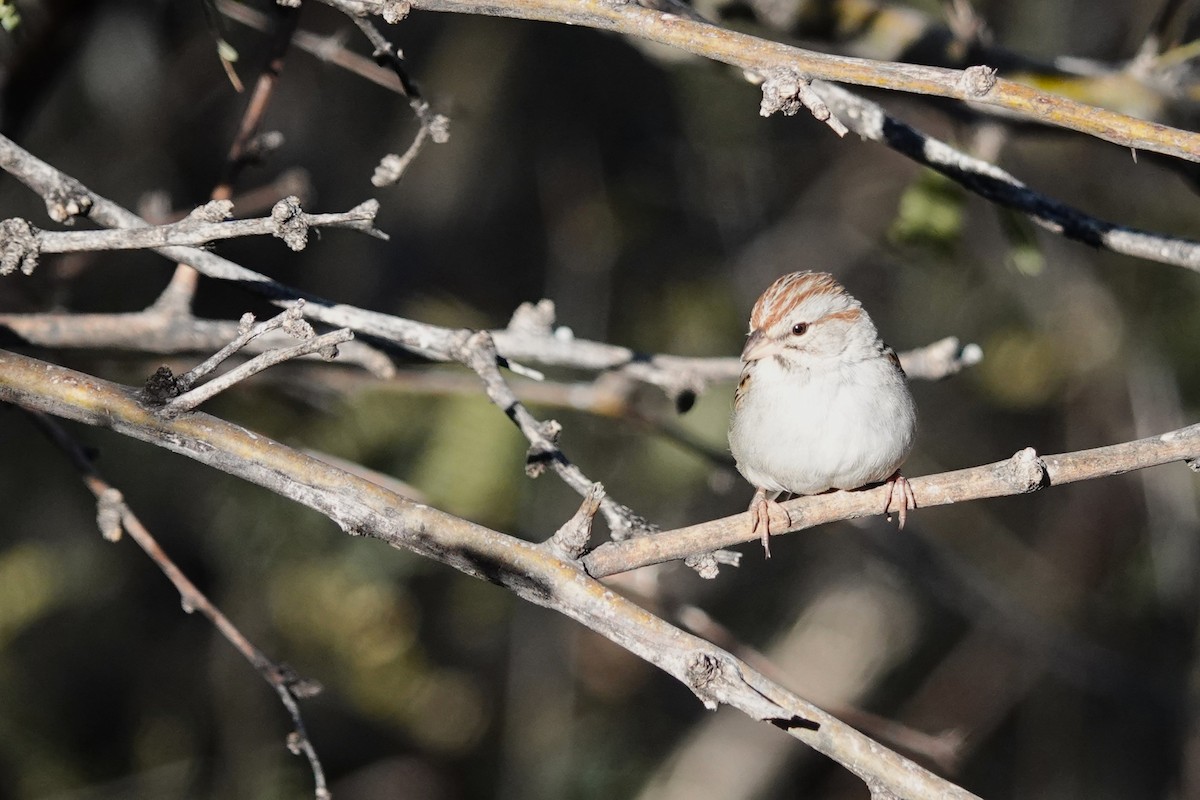 Rufous-winged Sparrow - ML614146100