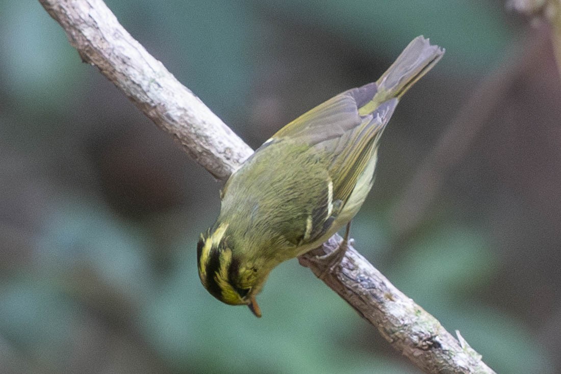 Hartert's Leaf Warbler - Sandy Luk