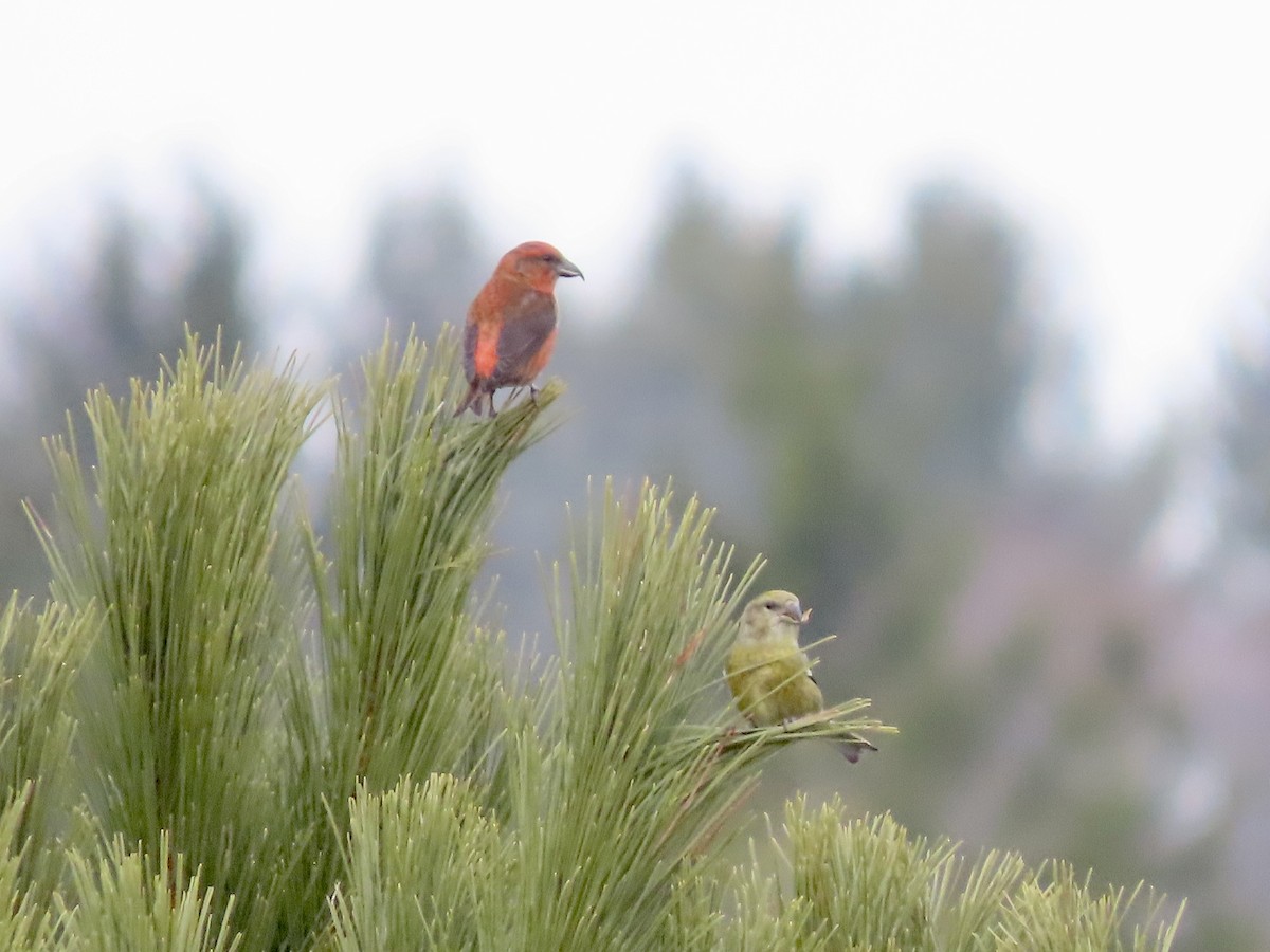 Red Crossbill (Appalachian or type 1) - ML614146161