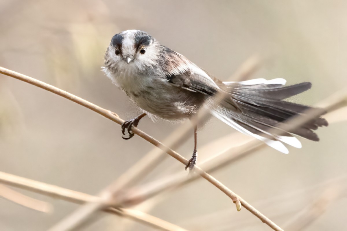 Long-tailed Tit - Aimar Hernández Merino