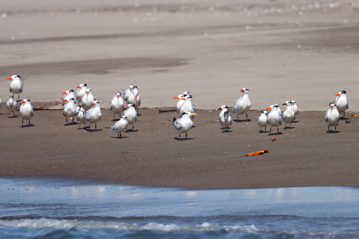 Royal Tern - ML614146191