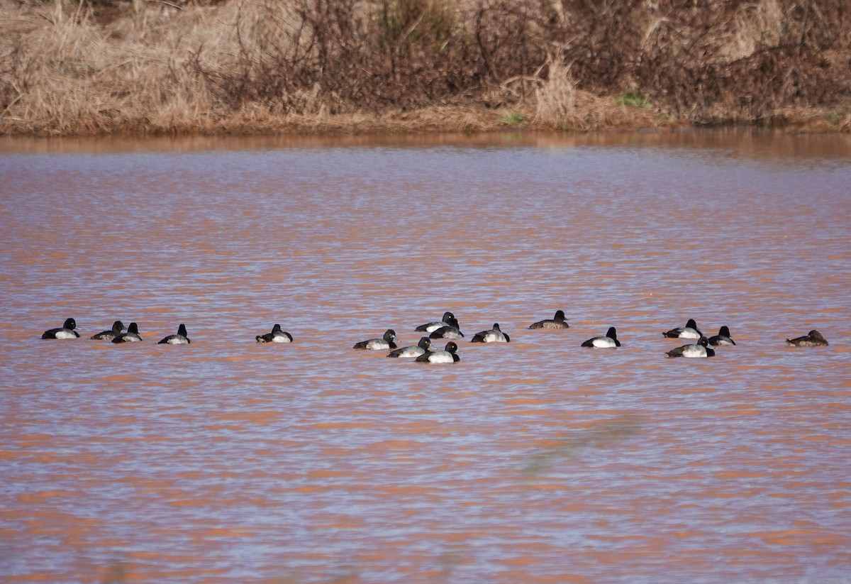 Lesser Scaup - ML614146228