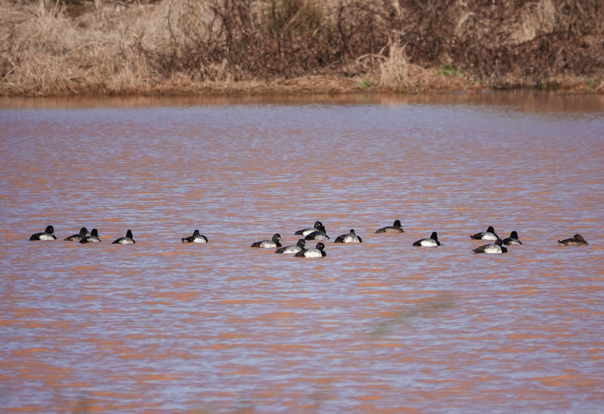 Lesser Scaup - Dave Hart