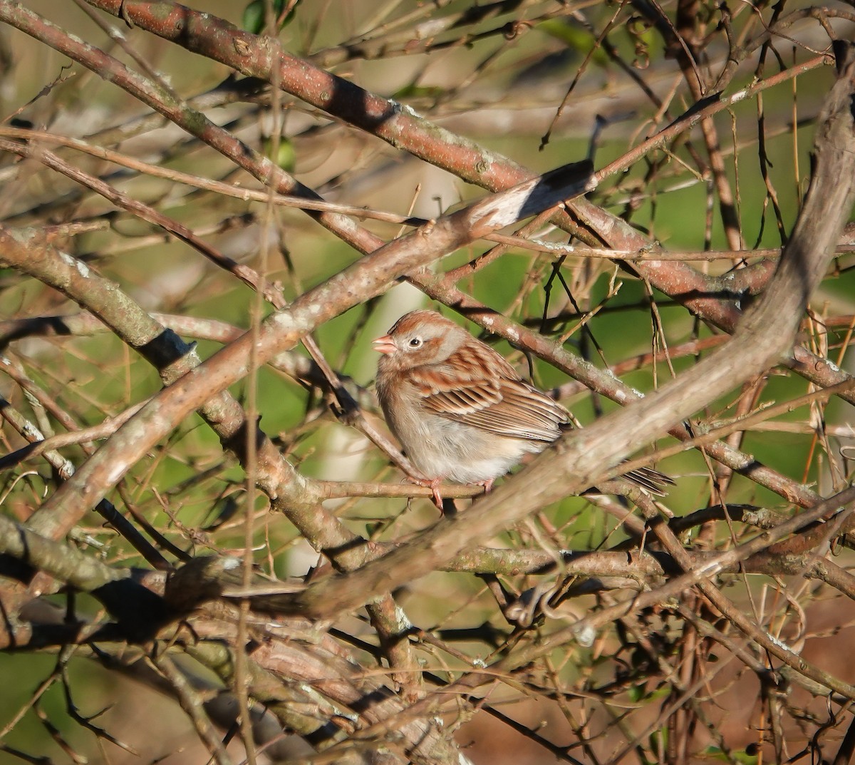 Field Sparrow - ML614146252