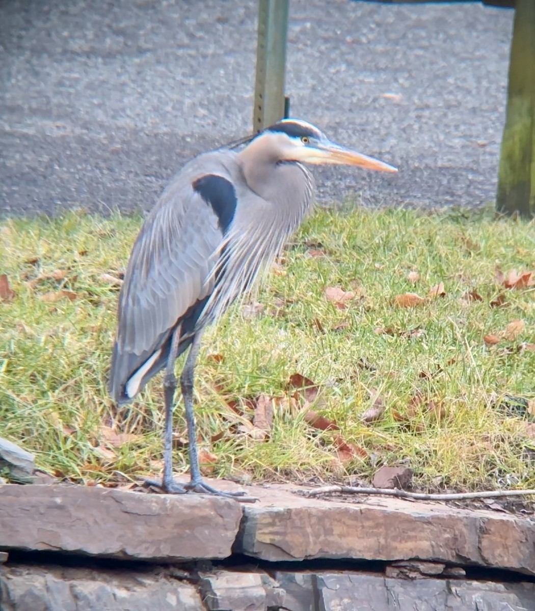 Great Blue Heron (Great Blue) - ML614146314