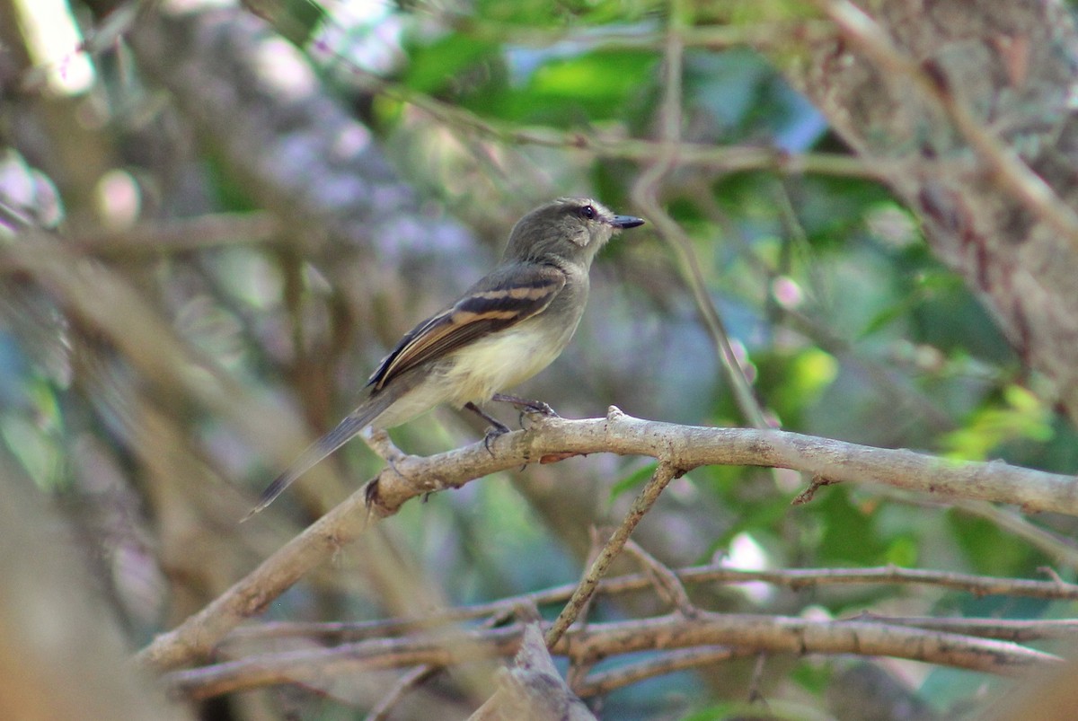 Fuscous Flycatcher - ML614146354