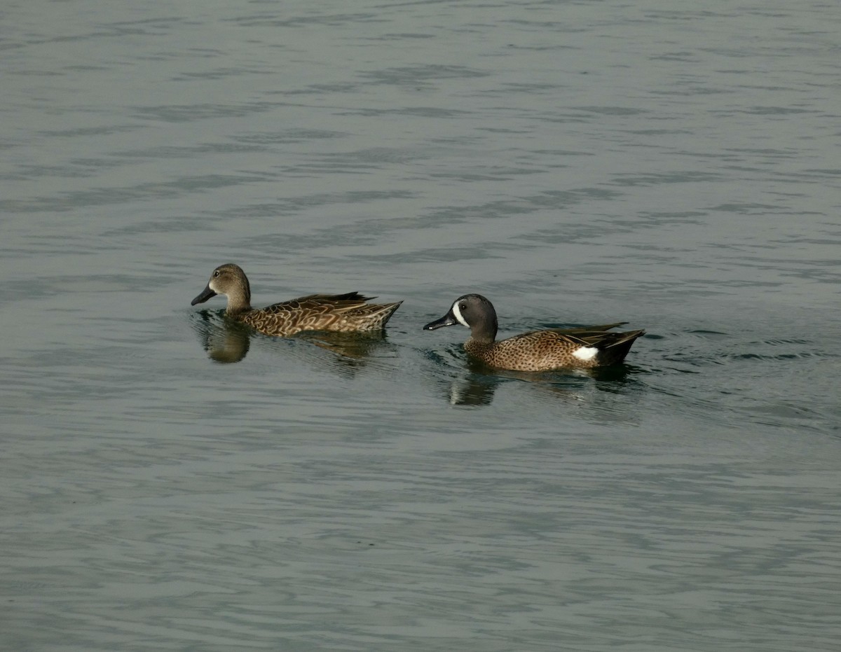 Blue-winged Teal - ML614146366