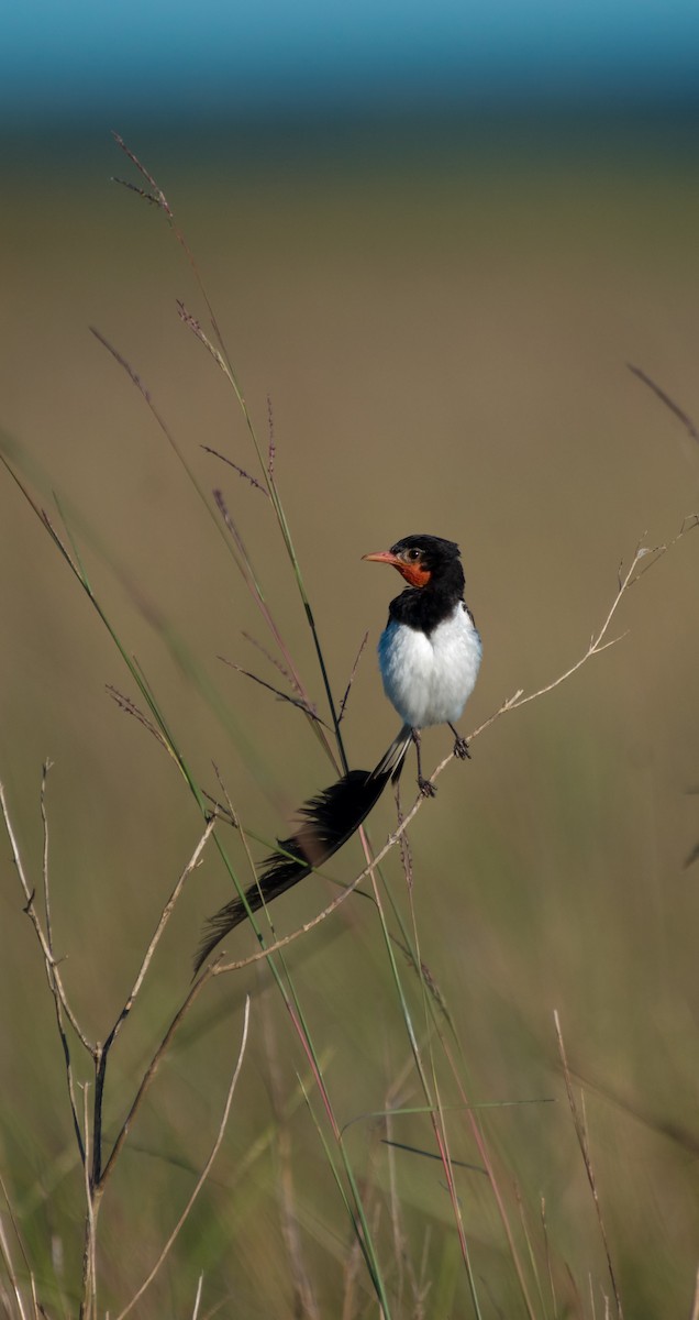 Strange-tailed Tyrant - ML614146385