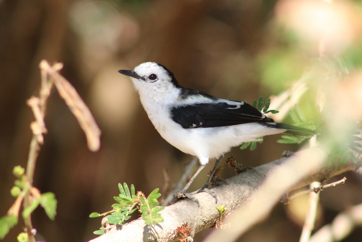 Pied Water-Tyrant - ML614146449