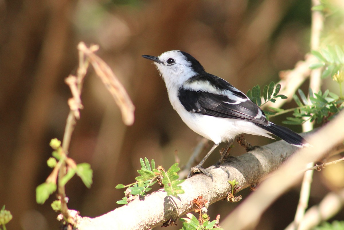 Pied Water-Tyrant - ML614146450