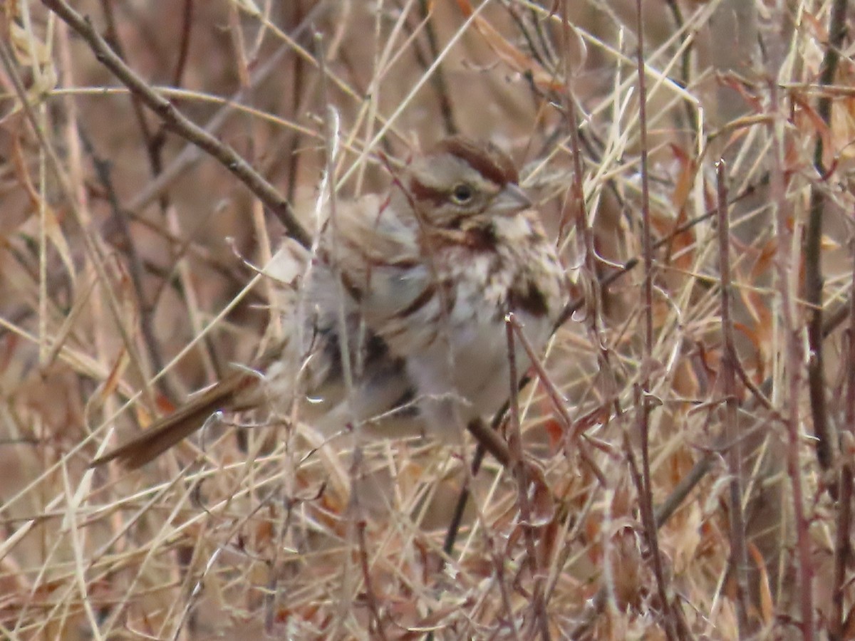 Song Sparrow - ML614146567