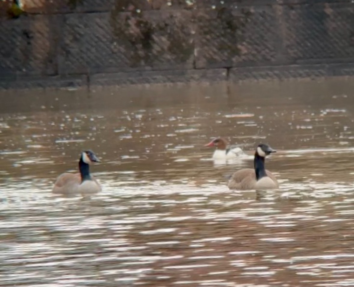 Canada Goose - ML614146580