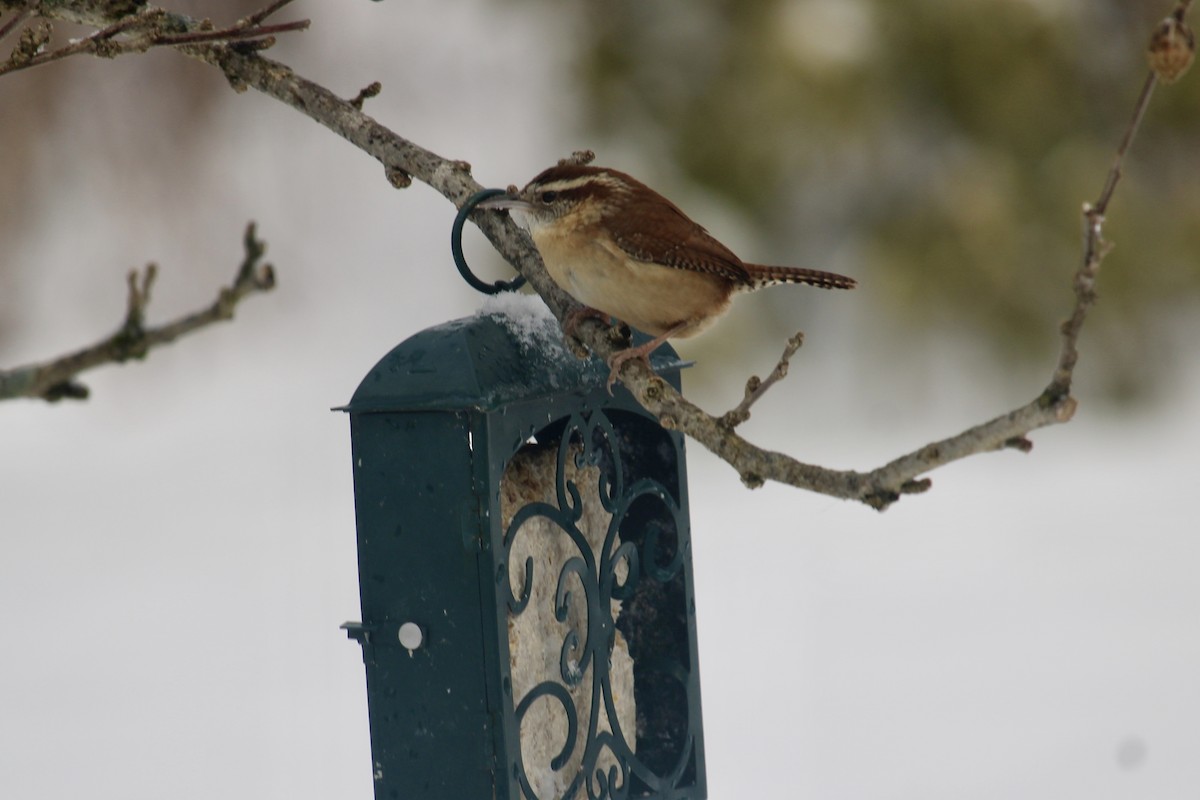 Carolina Wren - ML614146591