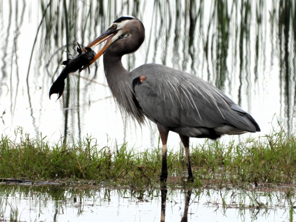 Great Blue Heron - ML614146601