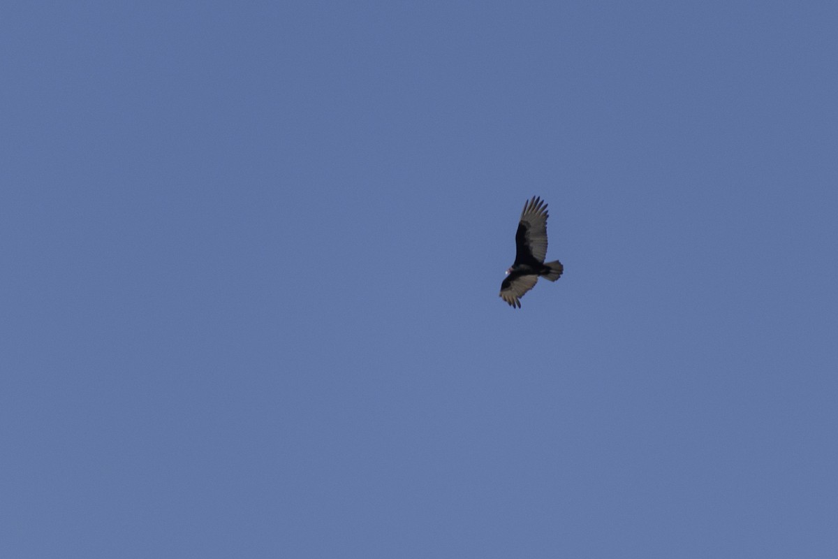 Turkey Vulture - ML614146612