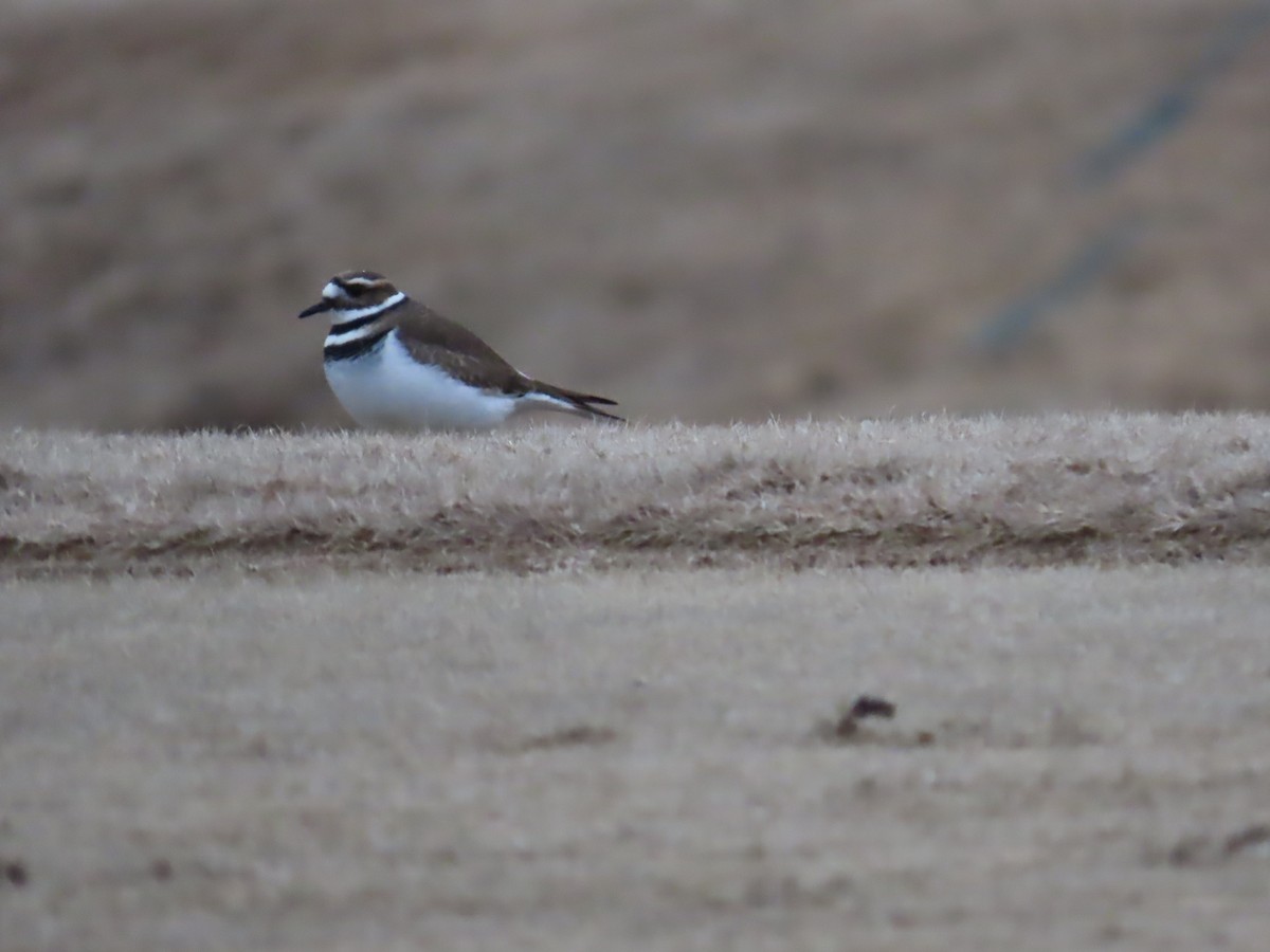 Killdeer - Susan Wright