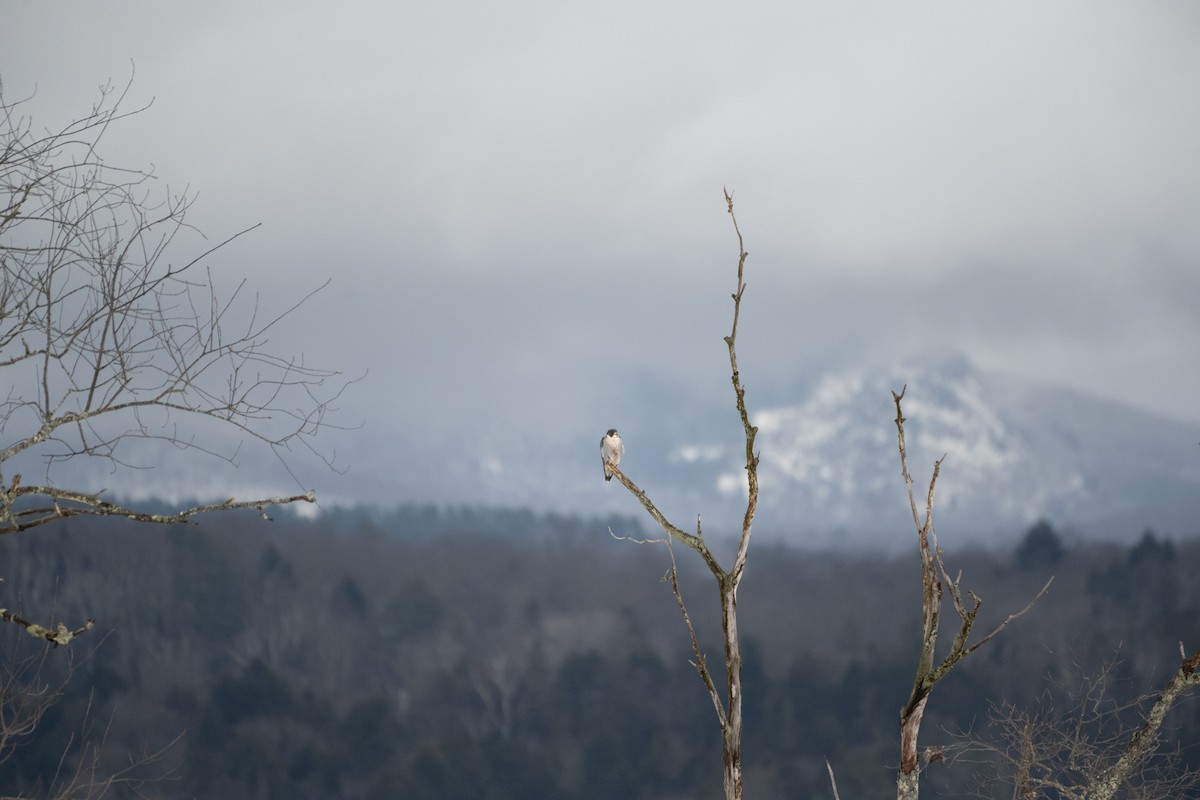 Peregrine Falcon - ML614146860