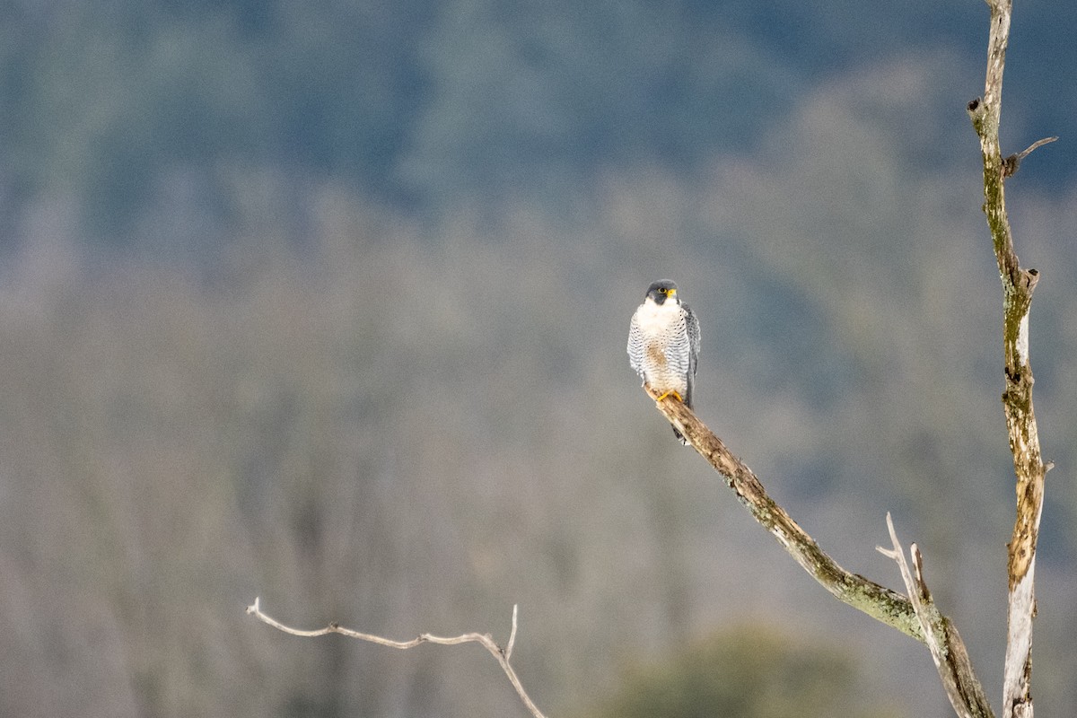 Peregrine Falcon - ML614146861