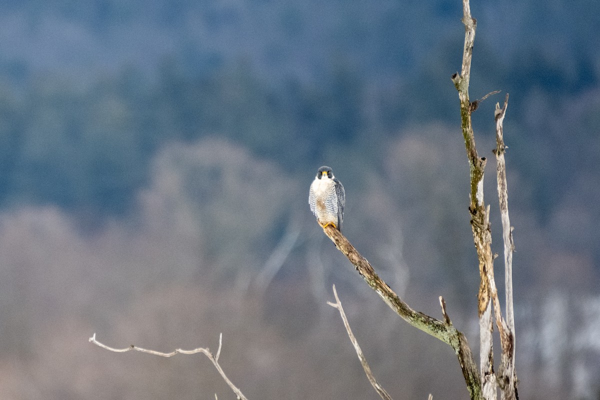 Peregrine Falcon - ML614146862