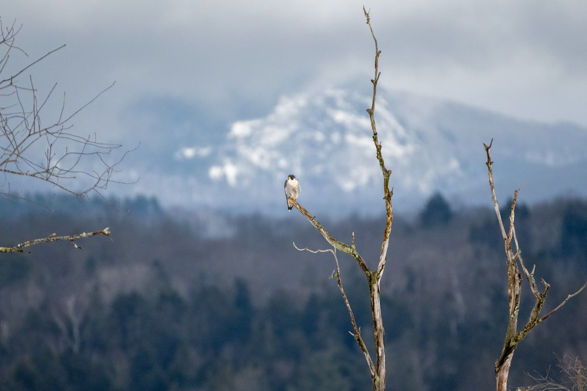 Peregrine Falcon - ML614146863