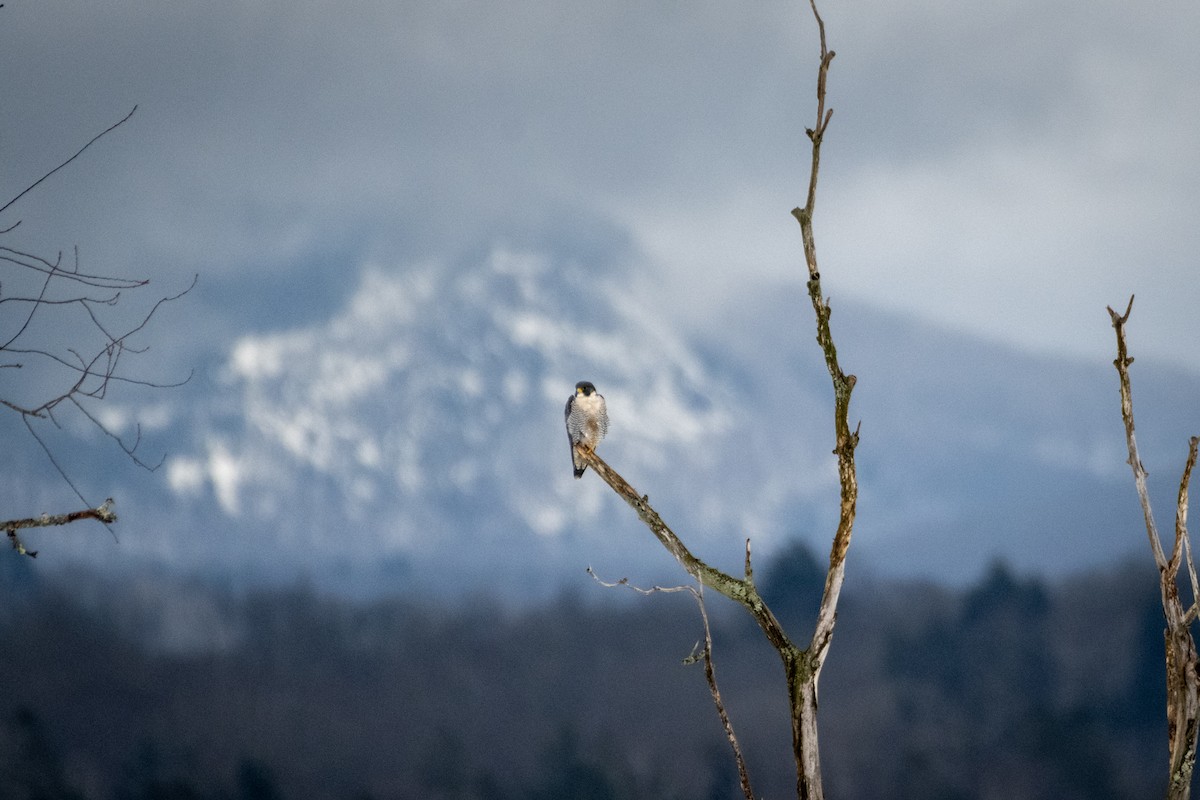 Peregrine Falcon - ML614146865