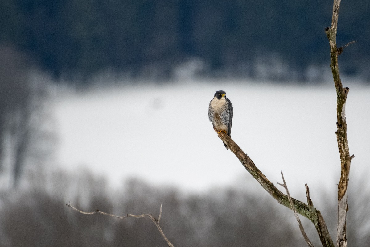 Peregrine Falcon - ML614146866