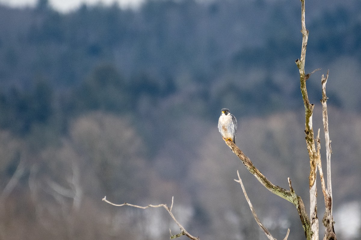 Peregrine Falcon - ML614146867