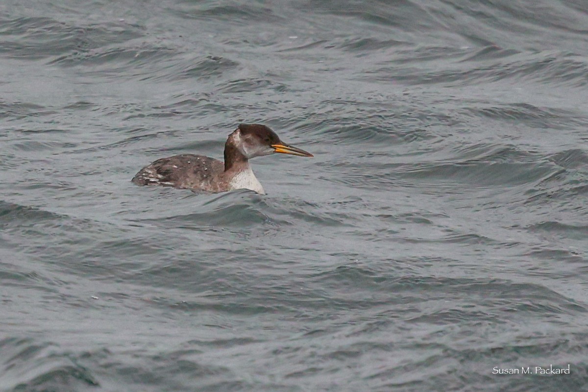 Red-necked Grebe - ML614146884