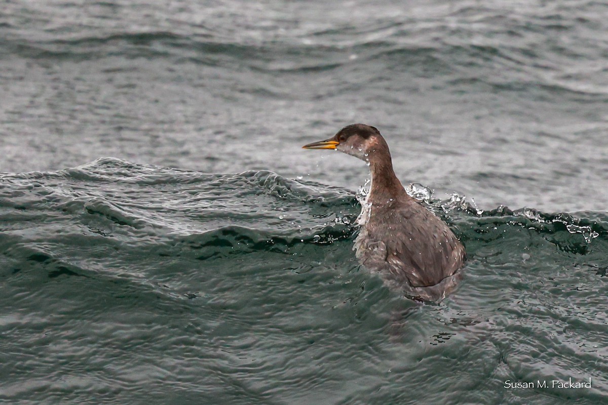 Red-necked Grebe - ML614146889