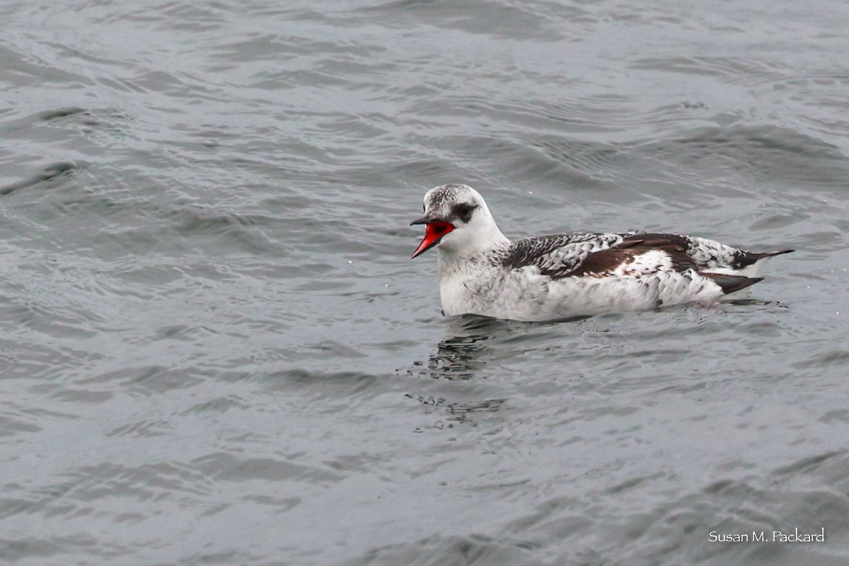 Black Guillemot - ML614146913