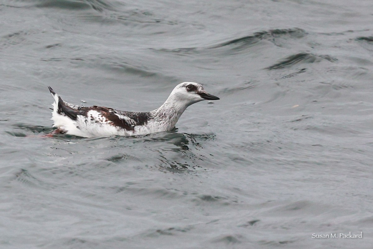 Black Guillemot - ML614146914