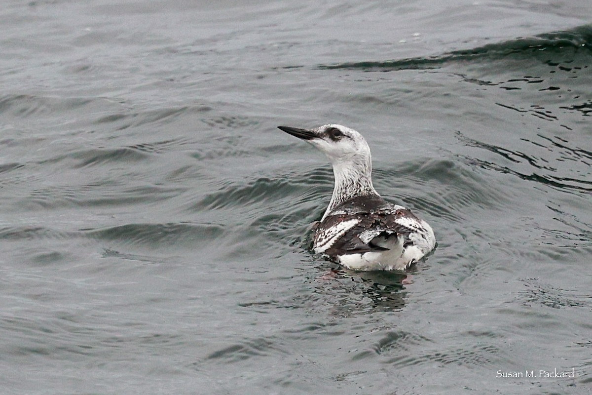 Black Guillemot - ML614146915