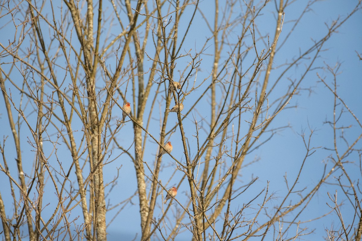 House Finch (Common) - ML614146935