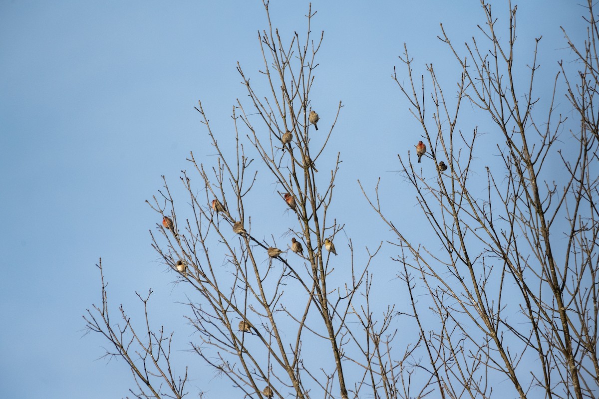 House Finch (Common) - Richard Littauer