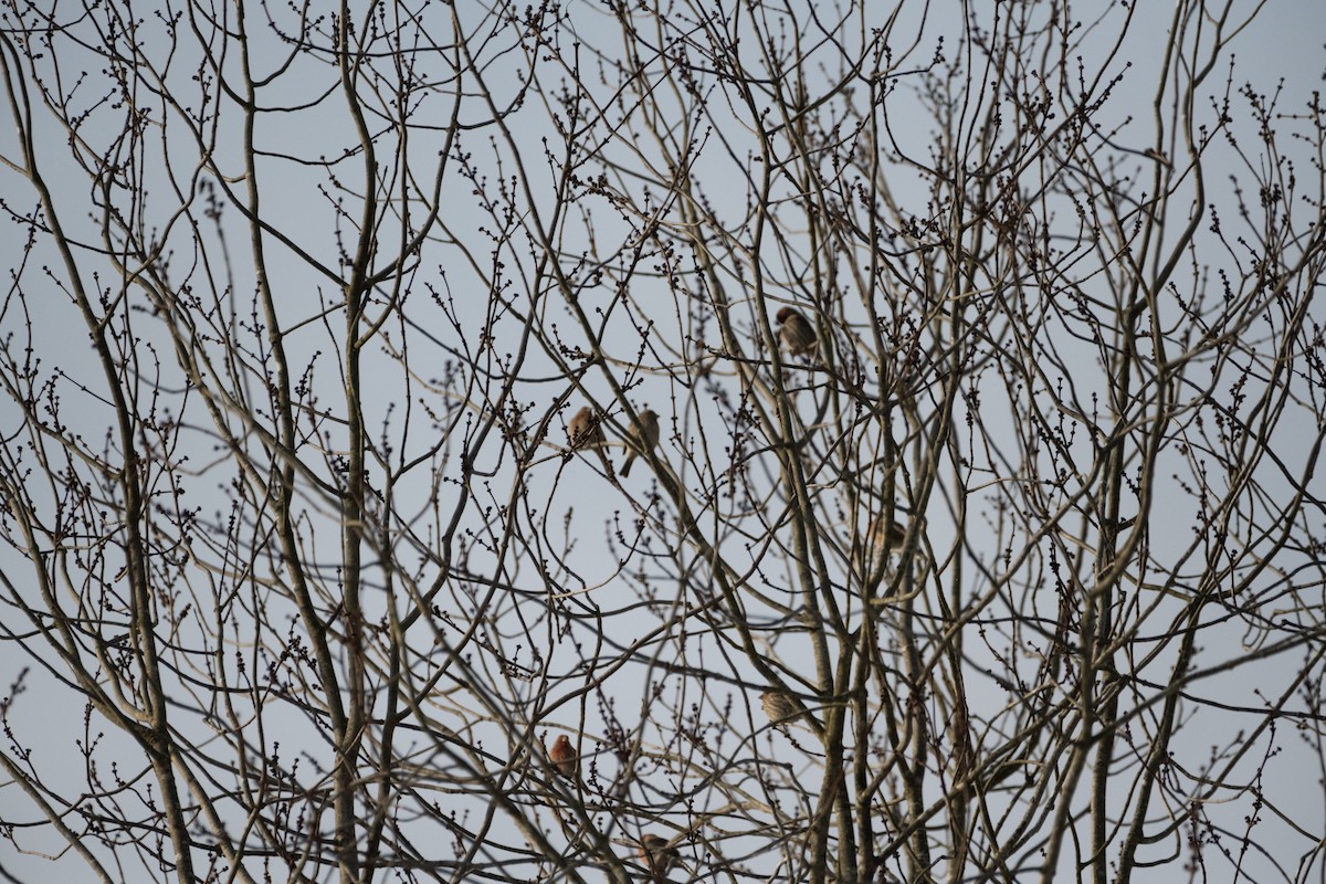 House Finch (Common) - ML614146937