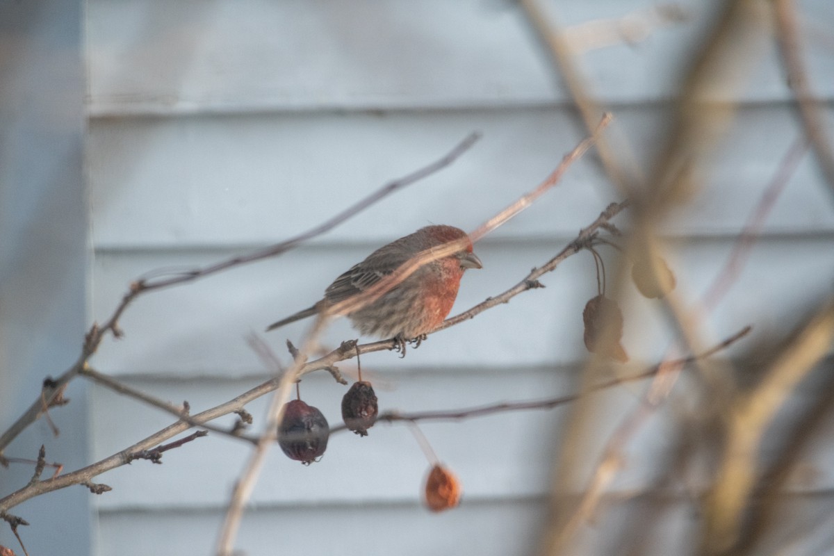 House Finch (Common) - ML614146944