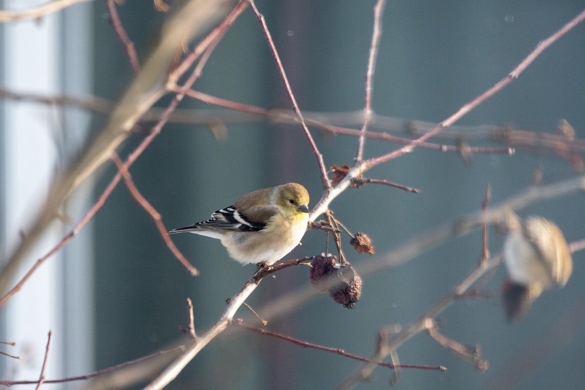 American Goldfinch - ML614146961