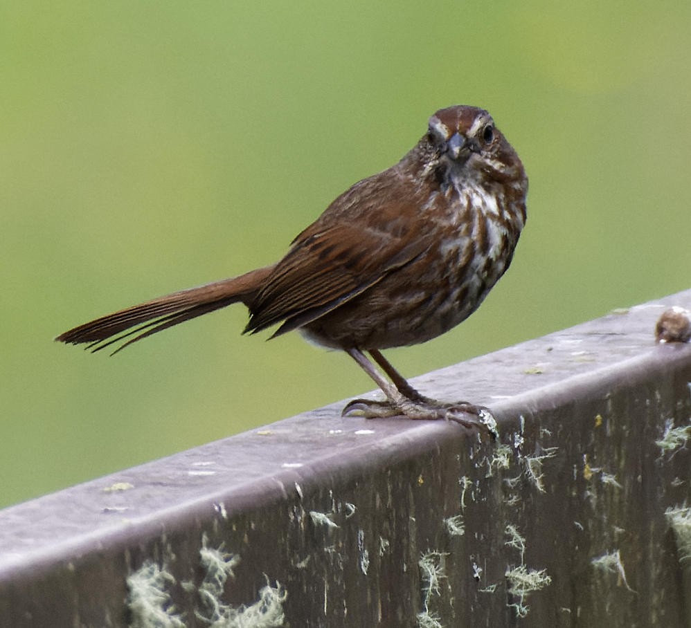 Song Sparrow - Leslie Holzmann