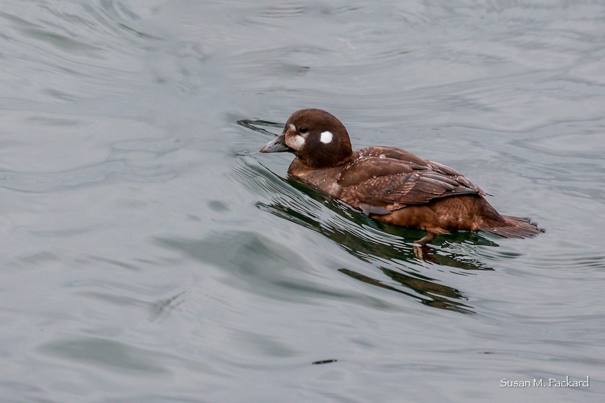 Harlequin Duck - Susan Packard