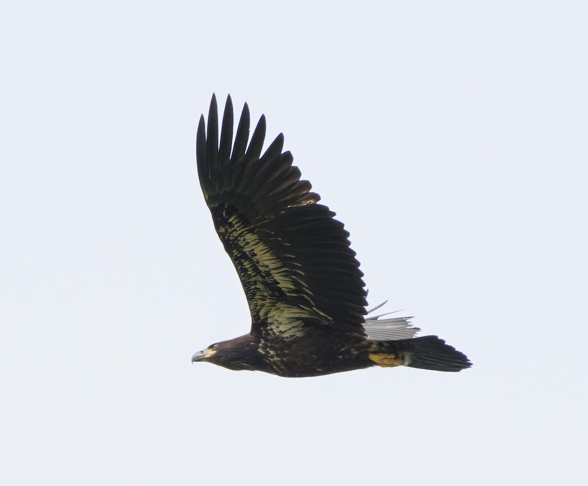 Bald Eagle - ML614146996