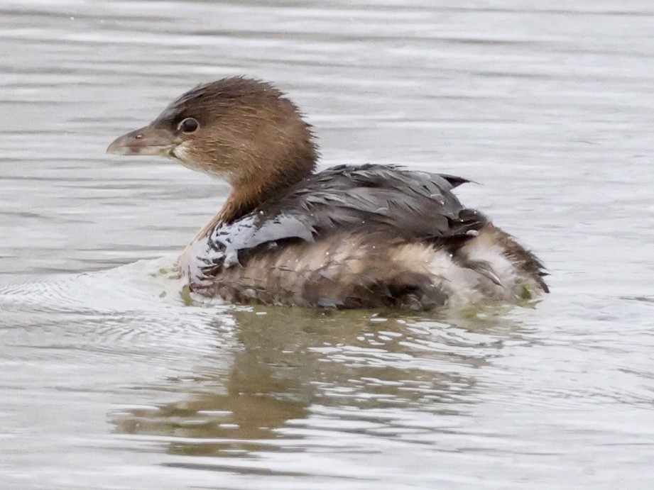 Pied-billed Grebe - Glenn Wilson