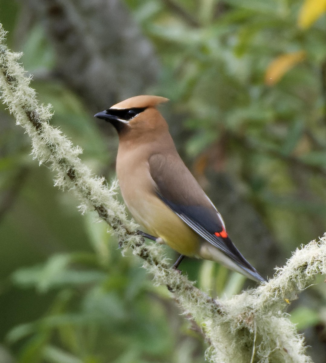 Cedar Waxwing - ML614147016