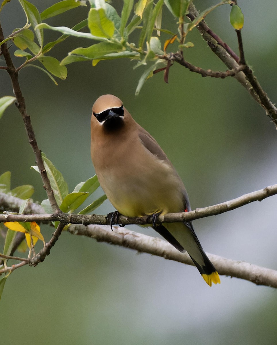 Cedar Waxwing - ML614147017