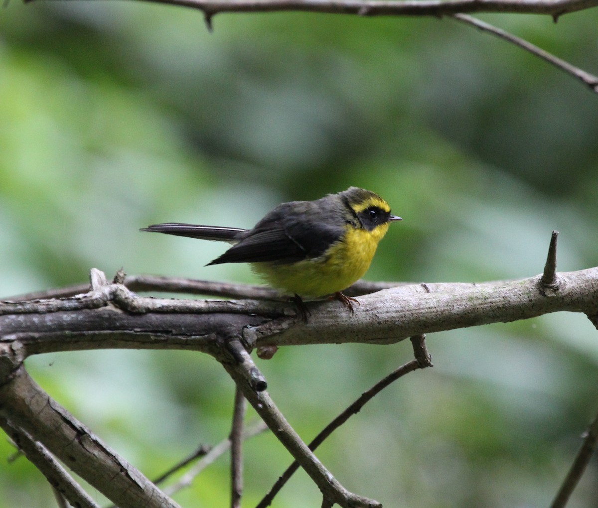 Yellow-bellied Fairy-Fantail - ML614147099