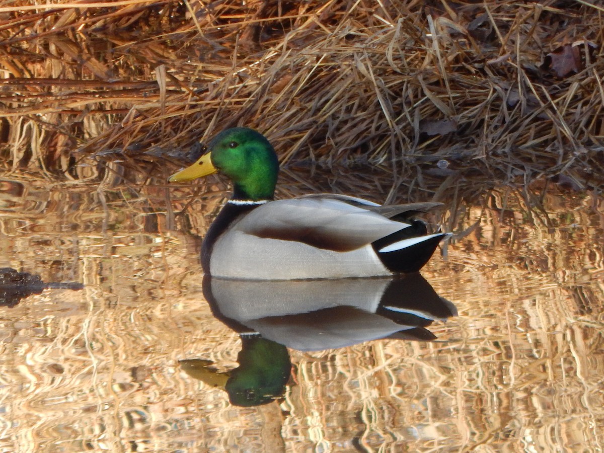 Mallard - Steve Stone