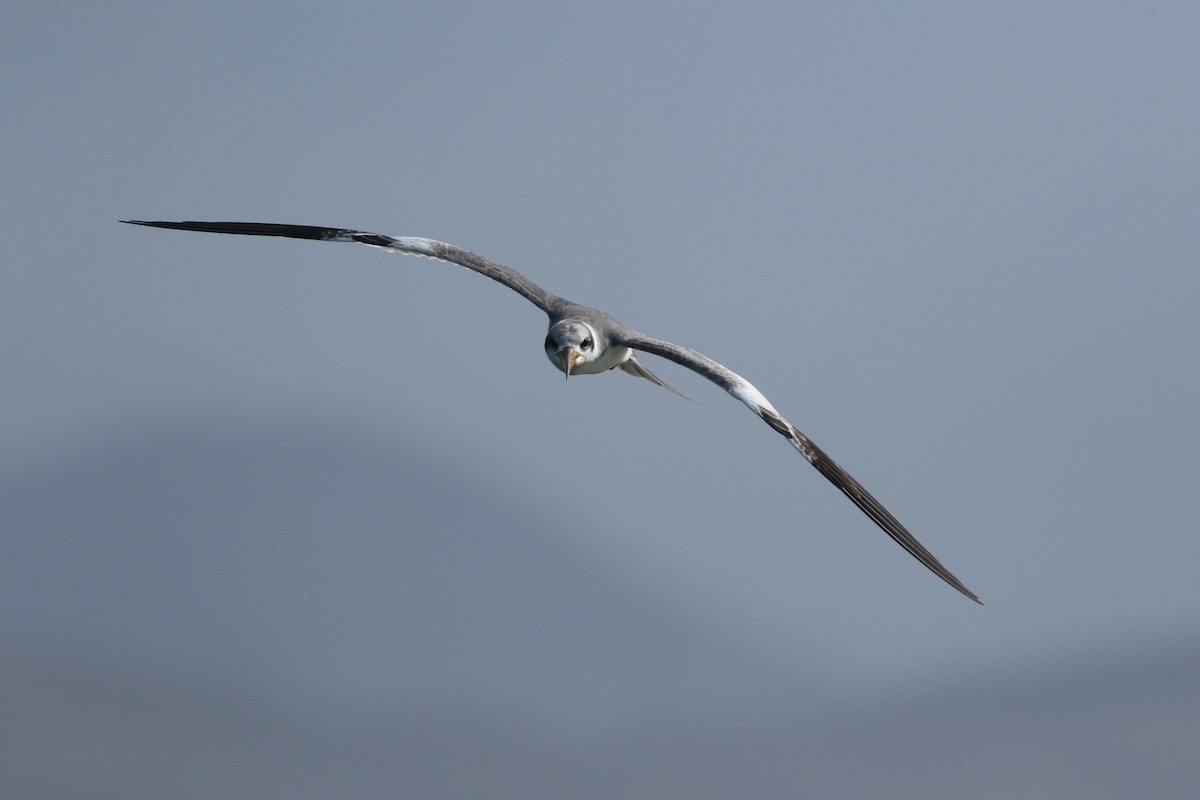 Large-billed Tern - chen rozen